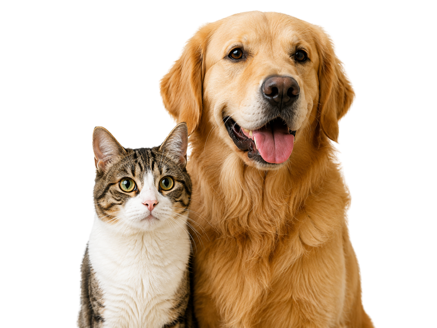 Cachorro Golden Retriever ao lado de um gato